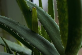 Stock Image: aloe vera plant