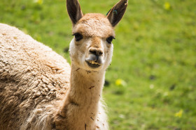 Stock Image: Alpaca portrait