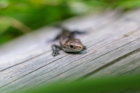 Stock Image: Alpine Salamander in Germany