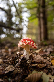 Stock Image: Amanita muscaria