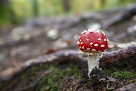 Stock Image: Amanita muscaria mushroom