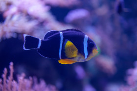 Stock Image: Amphiprion tricinctus Three Stripe Clownfish