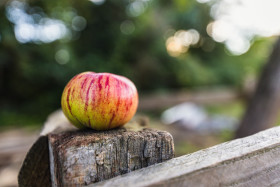 Stock Image: An apple lies on a fence post