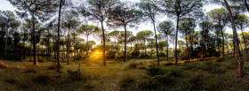 Stock Image: Andalusia forest landscape