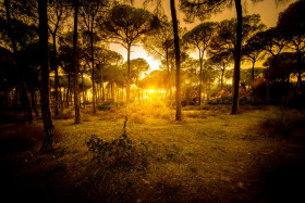 Stock Image: Andalusia forest landscape golden sunset
