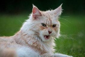 Stock Image: Angry Cat