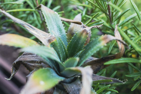 Stock Image: Annana's leaves