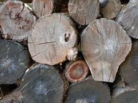 Stock Image: Annual wood ring background