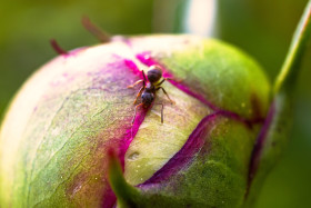 Stock Image: Ant on a Peony flower bud
