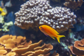 Stock Image: Anthias fish