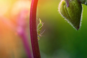 Stock Image: Aphid Infestation