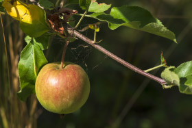 Stock Image: apple hanging on appletree