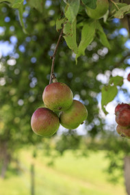 Stock Image: Apple tree