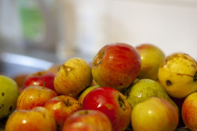 Stock Image: Apples for applesauce - battered apples