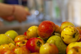 Stock Image: Apples for applesauce - battered apples