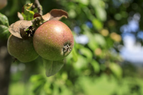 Stock Image: Apples on a Appletree