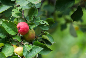 Stock Image: Apples ripen on an apple tree in summer