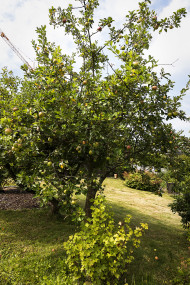 Stock Image: appletree in garden