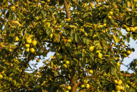 Stock Image: appletree in summer