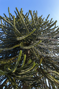 Stock Image: Araucaria araucana (monkey puzzle tail tree, or Chilean pine)