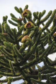 Stock Image: Araucaria araucana (monkey puzzle tail tree, or Chilean pine)