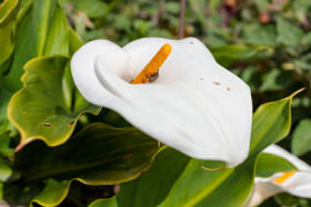 Stock Image: Arum Lilies