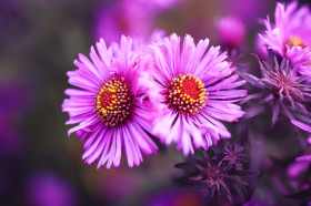 Stock Image: Aster Autumn Flowers