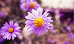 Stock Image: Asters