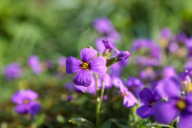 Stock Image: Aubrieta deltoidea Flower