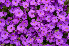 Stock Image: Aubrieta Violet Flowers Background