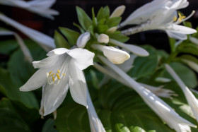 Stock Image: August Lily Hosta plantaginea Grandiflora