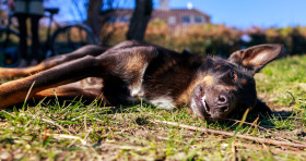 Stock Image: Australian Cattle Dog