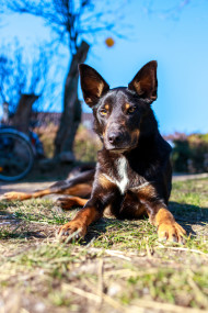 Stock Image: Australian Cattle Dog lying on a meadow