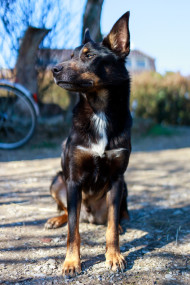 Stock Image: Australian Cattle Dog sitting