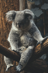 Stock Image: Australian koala