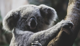 Stock Image: Australian koala in its natural habitat - tired looking