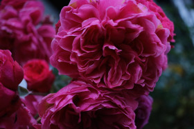 Stock Image: autumn blossom rose