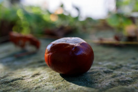 Stock Image: Autumn chestnut