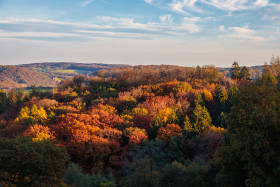 Stock Image: Autumn forest landscape