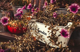 Stock Image: autumn garden primroses flowers