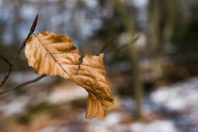 Stock Image: autumn leaf