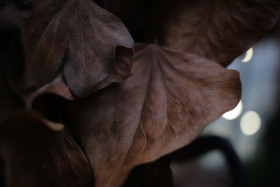 Stock Image: autumn leaves
