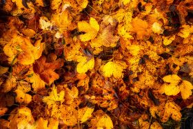 Stock Image: Autumn leaves background