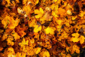 Stock Image: Autumn leaves background