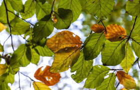 Stock Image: autumn leaves on a tree background