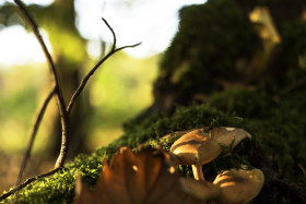 Stock Image: autumn mushrooms in the forest