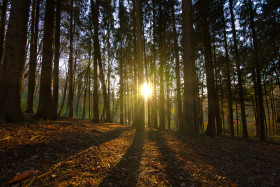 Stock Image: autumn panorama of a sunny forest