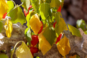 Stock Image: Autumn physalis