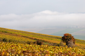 Stock Image: Avenue de Champagne