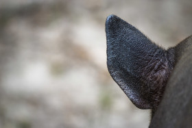 Stock Image: babirusa deer pig ear